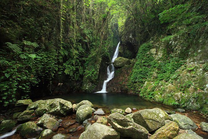 Tai Mo Shan Waterfall Adventure Hike - Wildlife spotting and plant notes you’ll actually remember
