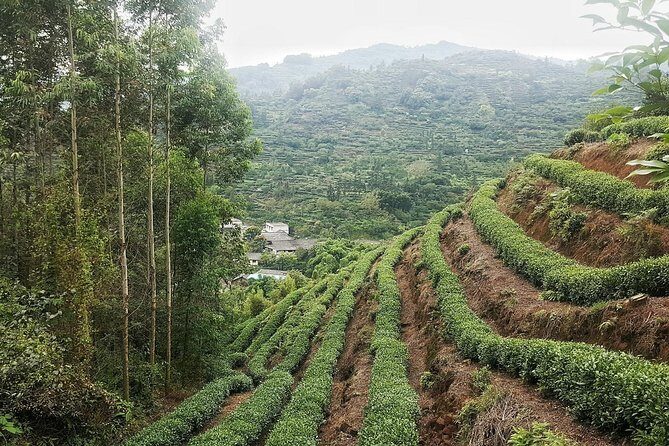 Tea Village in lost Town and Buddha 1 day tour - Chengdu Pickup at 08:00: Why Timing Works