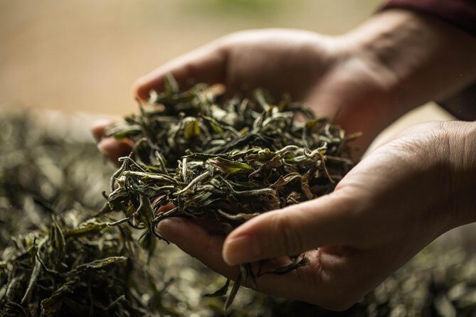 Three-Hour Private Chengdu Tea Wholesale Market Tour - Learning Tea Types That Actually Matter: Oolong to Pu-er