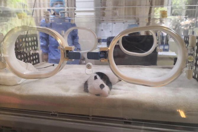Ticket reservation for Chengdu Giant Panda Breeding Base - How to Think About Your 2 to 8 Hour Visit Window