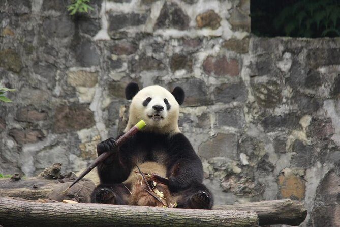 Ticket reservation for Chengdu Giant Panda Breeding Base - Getting There: Public Transit Proximity and Transport Options