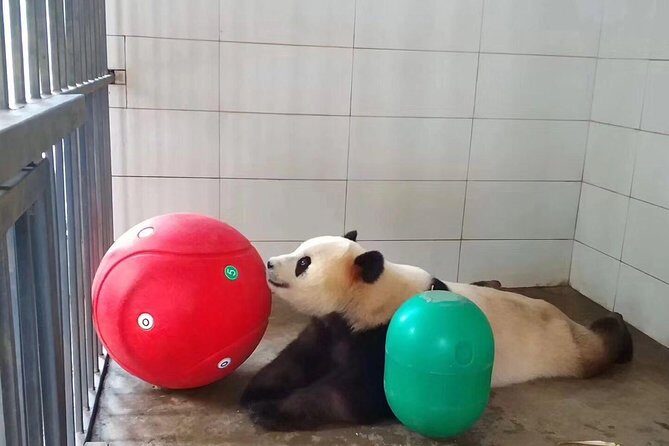 Ticket reservation for Chengdu Giant Panda Breeding Base - Passport + Mobile Ticket: How You Actually Get In