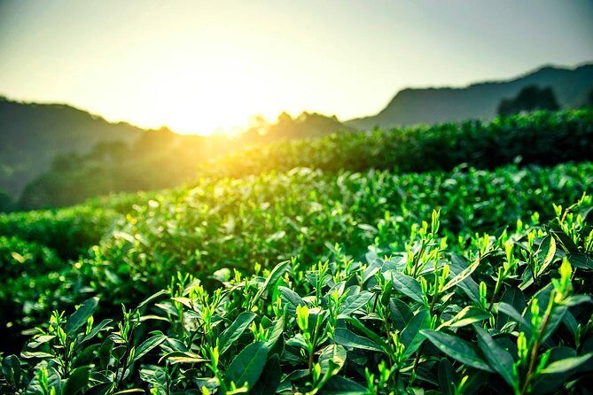 Unveil the Charm of Hangzhou - Half-Day Sightseeing Tour - Southern Song Imperial Street: A Walking Finish That Feels Local