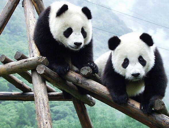 Visiting Chengdu Panda Base in a Half Day - Chengdu Panda Base in Half a Day: The Real Value