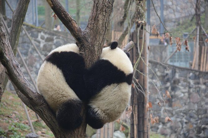 Visiting Dujiangyan Yaan Wolong Panda Base Optional Volunteering - Picking Your Base: Dujiangyan vs Ya’an Bifengxia vs Wolong
