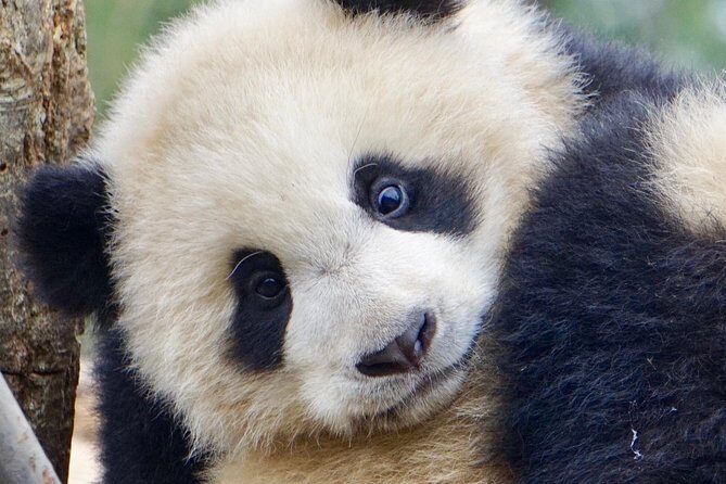 Visiting Dujiangyan Yaan Wolong Panda Base Optional Volunteering - Price and Value at $234: What You’re Really Paying For