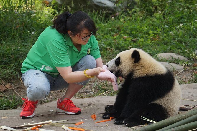 Visiting Dujiangyan Yaan Wolong Panda Base Optional Volunteering - Morning Schedule: Museum Time, Bamboo Prep, and First Panda Viewing