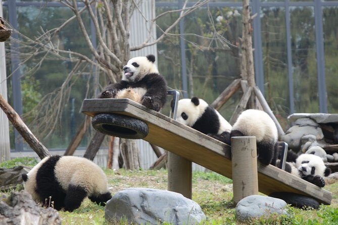 Wolong Panda Base Private Day Tour Optional Volunteering - Key things to know before you go