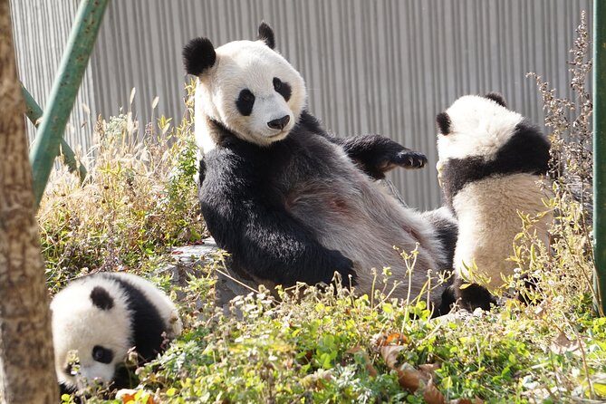 Wolong Panda Base Private Day Tour Optional Volunteering - Chengdu hotel pickup to Wolong: less stress, more panda time