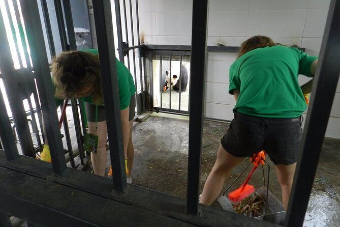Wolong Panda Base Volunteering Program from Chengdu - Wolong Panda Base volunteering: why this feels different