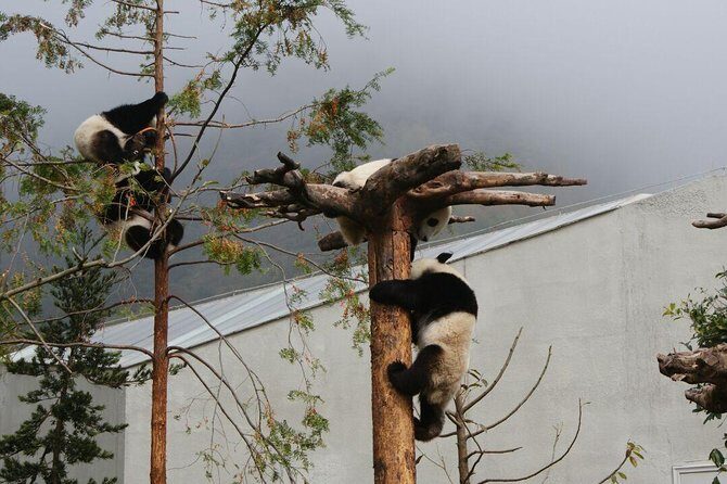 Wolong Panda Base Volunteering Program from Chengdu - The keeper-style morning: cleaning enclosures and preparing bamboo food