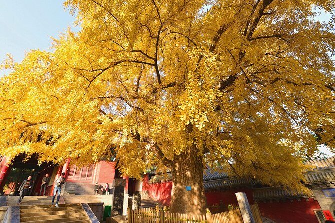 Zhengzhou: Private Transfer to Shaolin Temple & Longmen Grottoes - How the private transfer makes Shaolin and Longmen easier